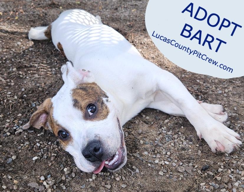 Enlarge Bart, an adopted mixed breed in Toledo, OH image 1/3