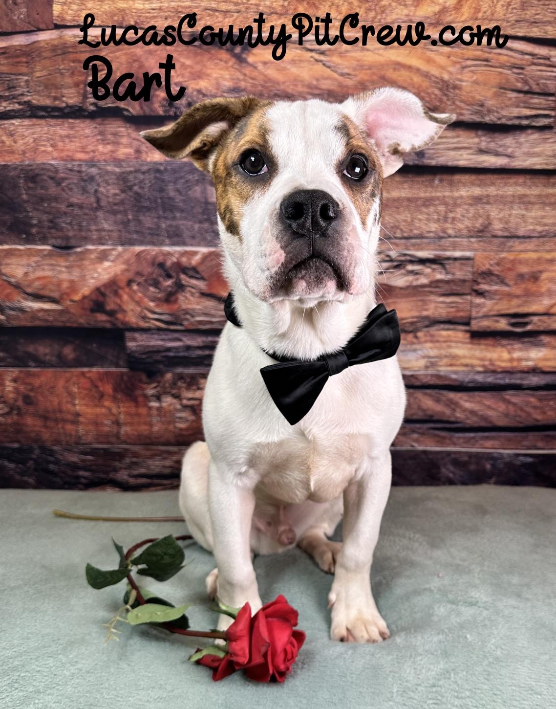 Enlarge Bart, an adopted mixed breed in Toledo, OH image 2/3