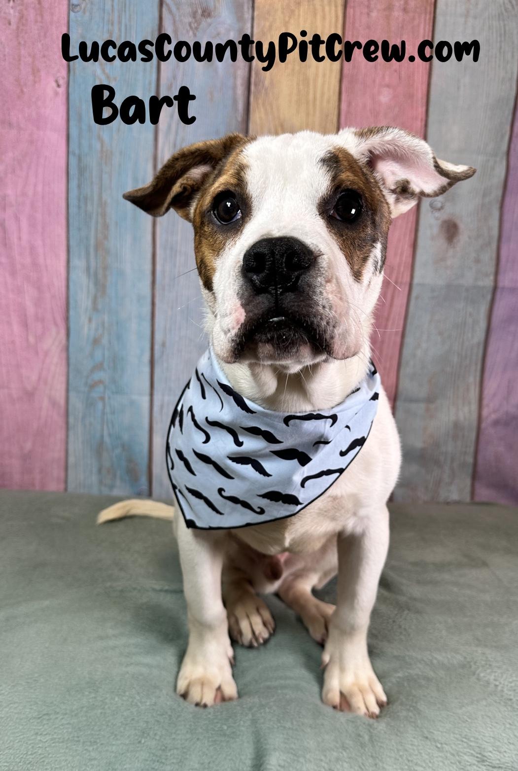 Enlarge Bart, an adopted mixed breed in Toledo, OH image 3/3