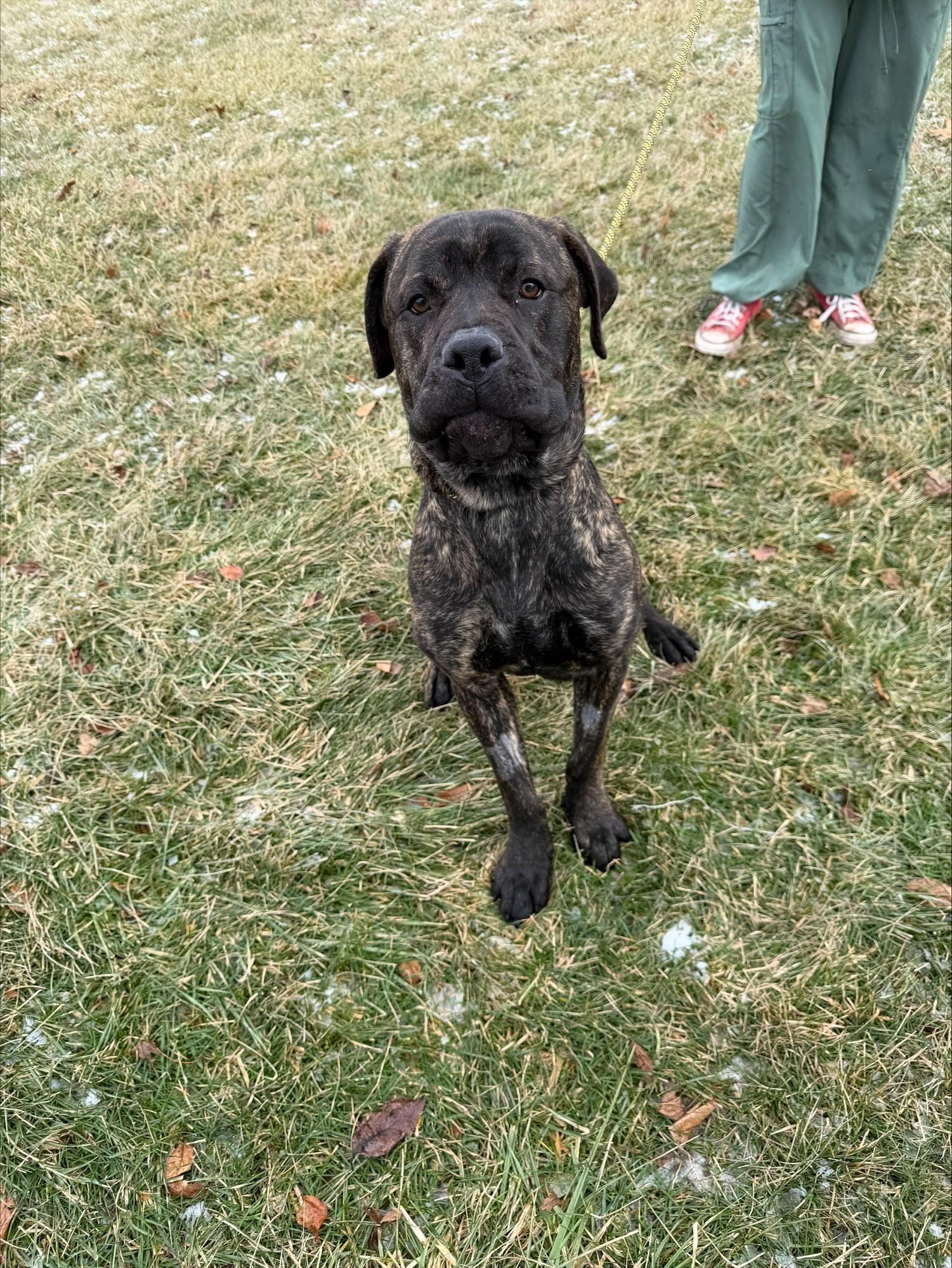 Chief, ADOPTABLE, Adult Male Cane Corso & Mastiff.