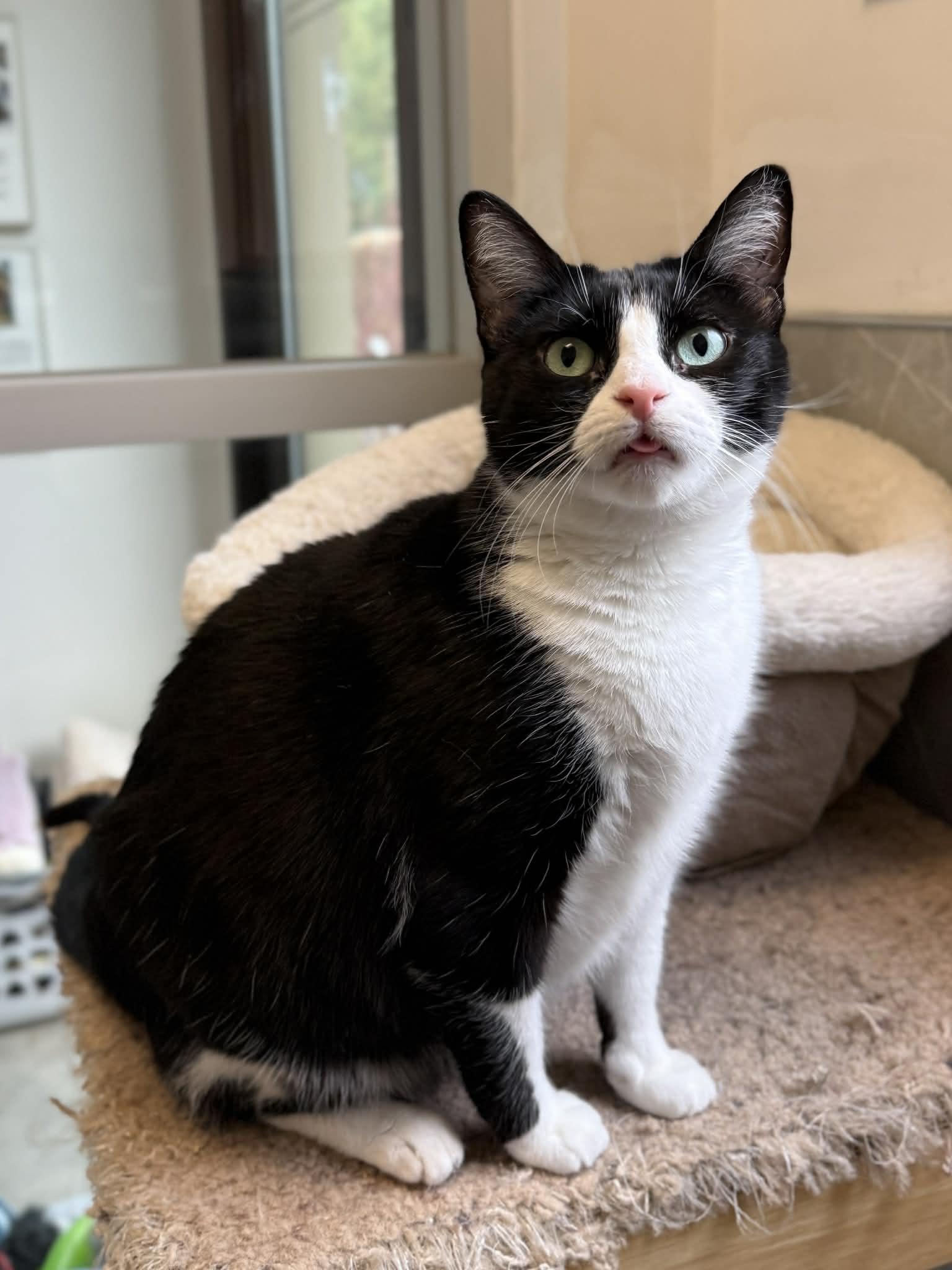 Elsa, Adoptable, Young Female Domestic Short Hair.
