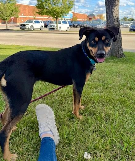 Lottie, a Adoptable mixed breed in St. Charles, MO image 5/5