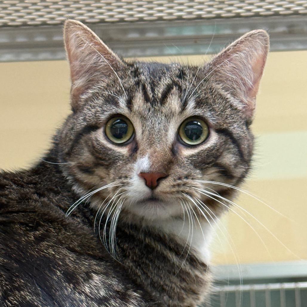 Enlarge Marshall, a Adoptable Domestic Short Hair in Perkiomenville, PA image 1/2