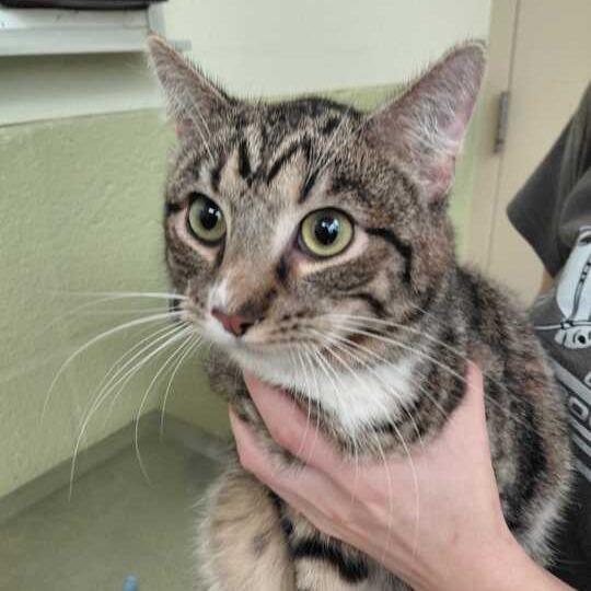 Enlarge Marshall, a Adoptable Domestic Short Hair in Perkiomenville, PA image 2/2