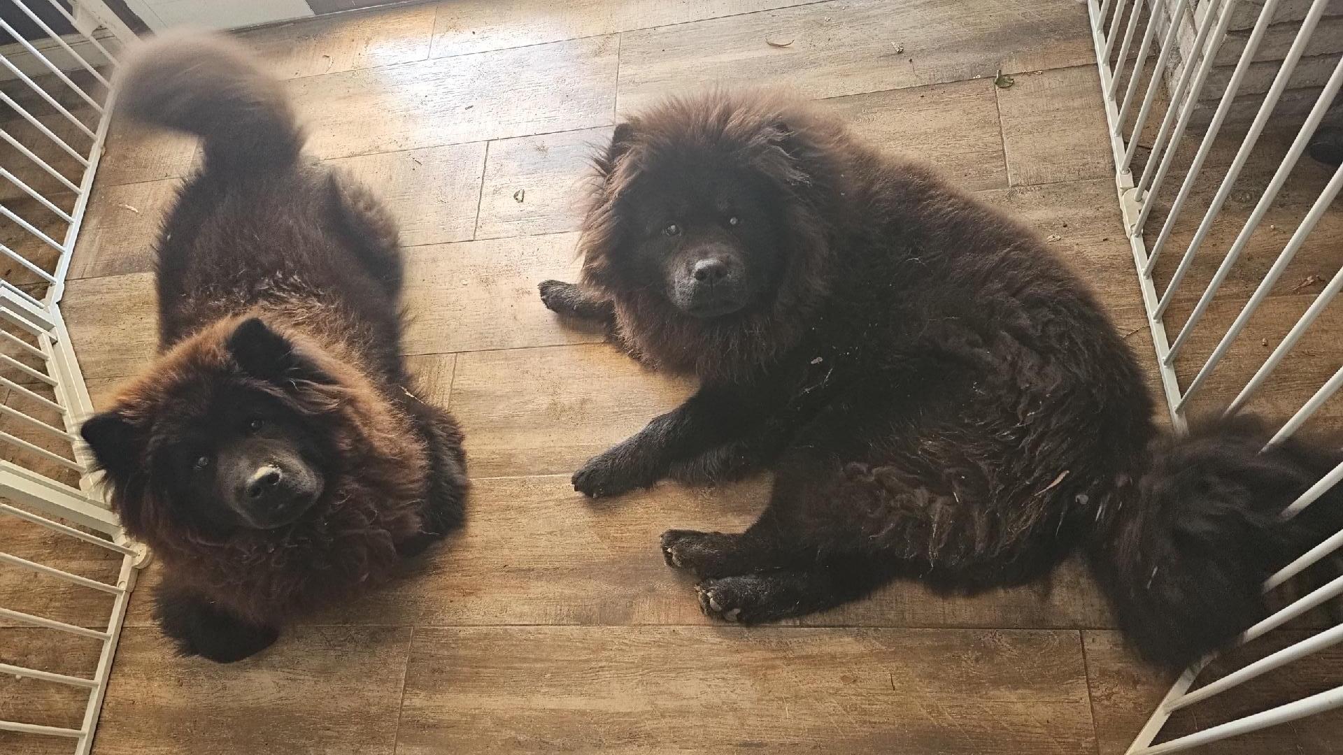 Enlarge Apollo and Hades, a Adopted mixed breed in Sacramento, CA image 1/5