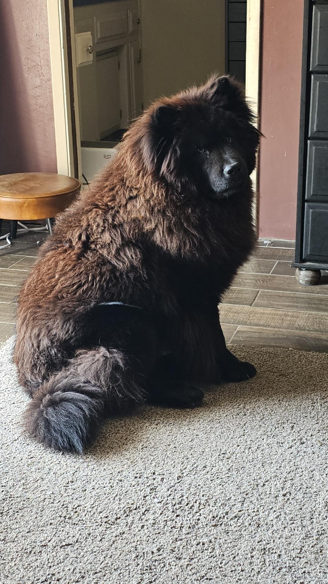 Enlarge Apollo and Hades, a Adopted mixed breed in Sacramento, CA image 5/5