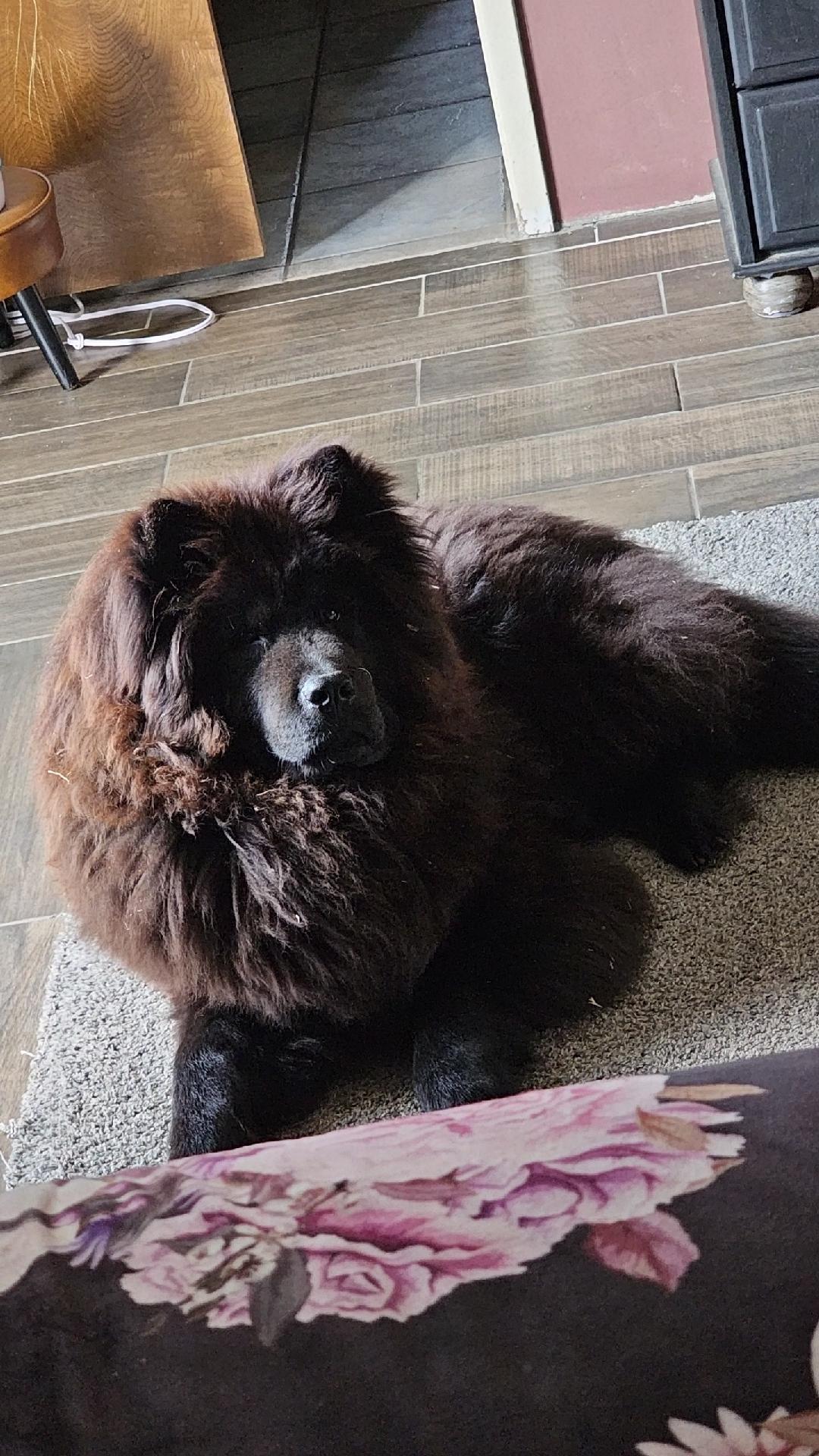 Enlarge Apollo and Hades, a Adopted mixed breed in Sacramento, CA image 4/5