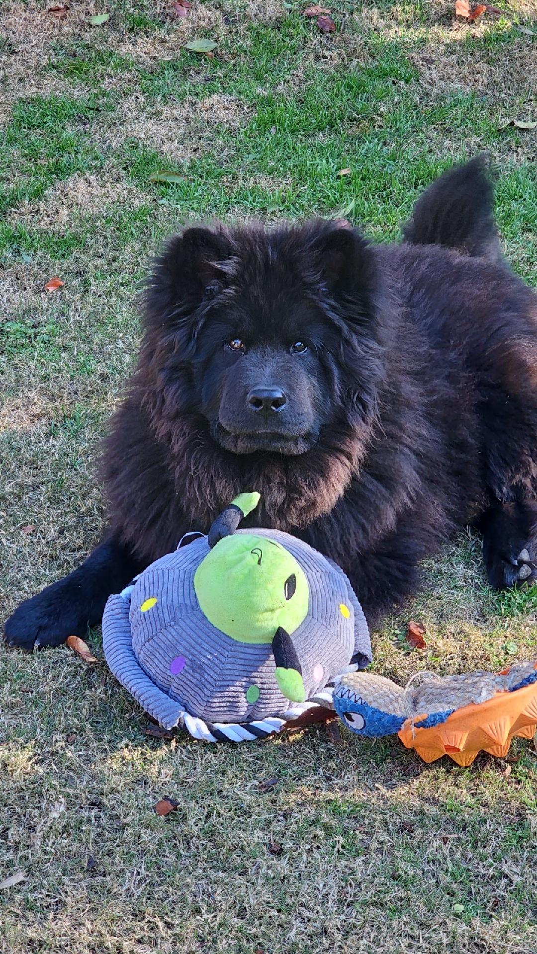 Apollo and Hades, Adopted, Young Male Chow Chow.