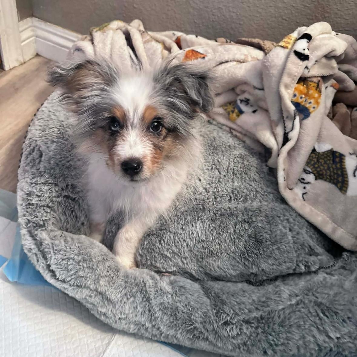 Enlarge Finn~ stunning Aussie , an adopted Australian Shepherd in Irvine, CA image 2/3
