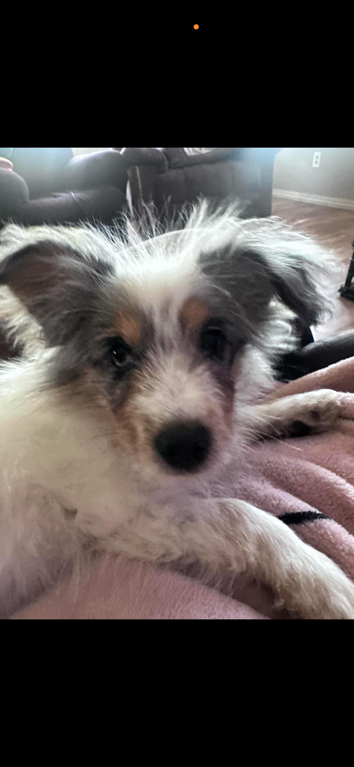 Enlarge Finn~ stunning Aussie , an adopted Australian Shepherd in Irvine, CA image 1/3