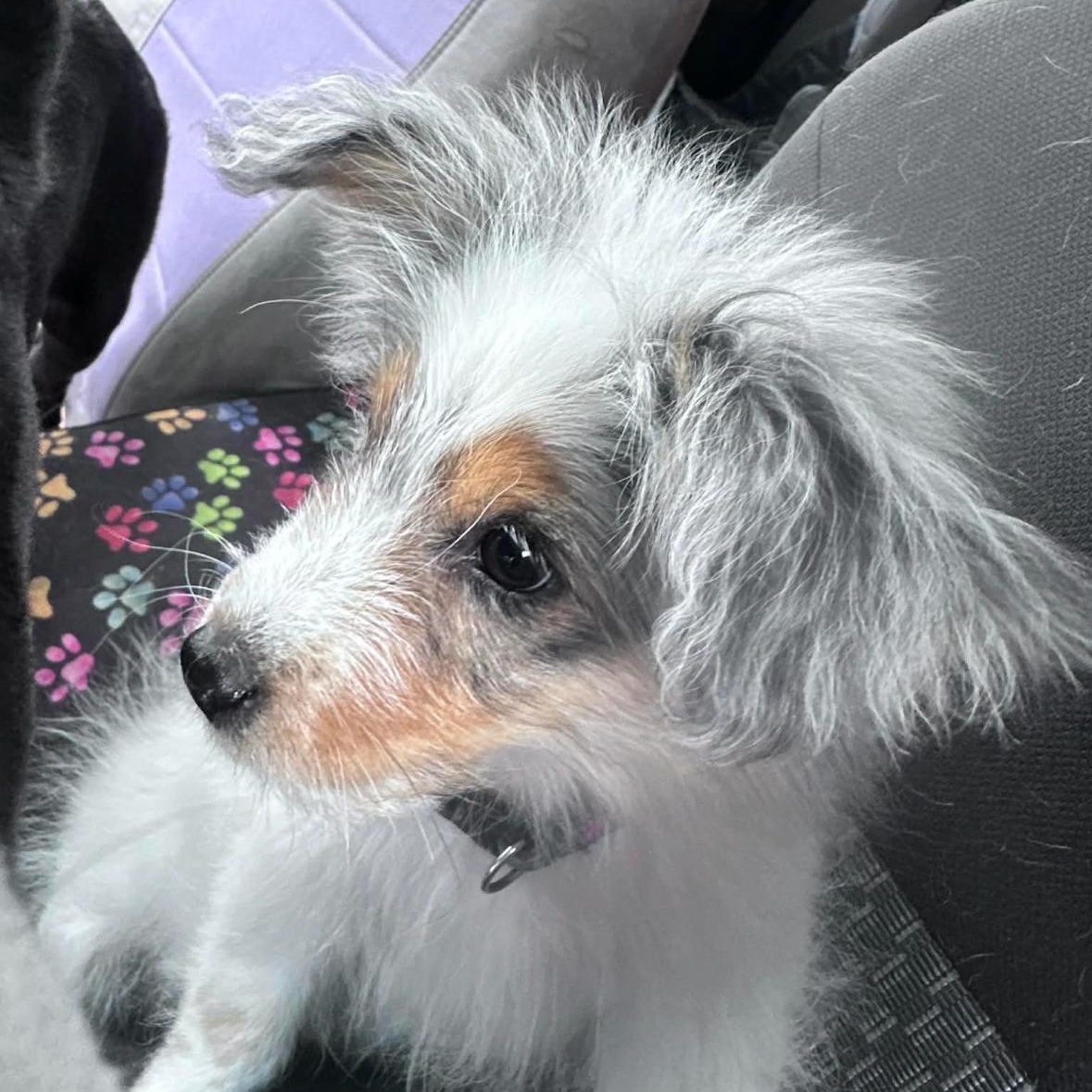 Enlarge Finn~ stunning Aussie , an adopted Australian Shepherd in Irvine, CA image 3/3