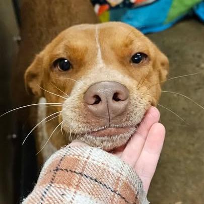 251210K071 - Peppermint, Adoptable, Young Female Cattle Dog & Mixed Breed.