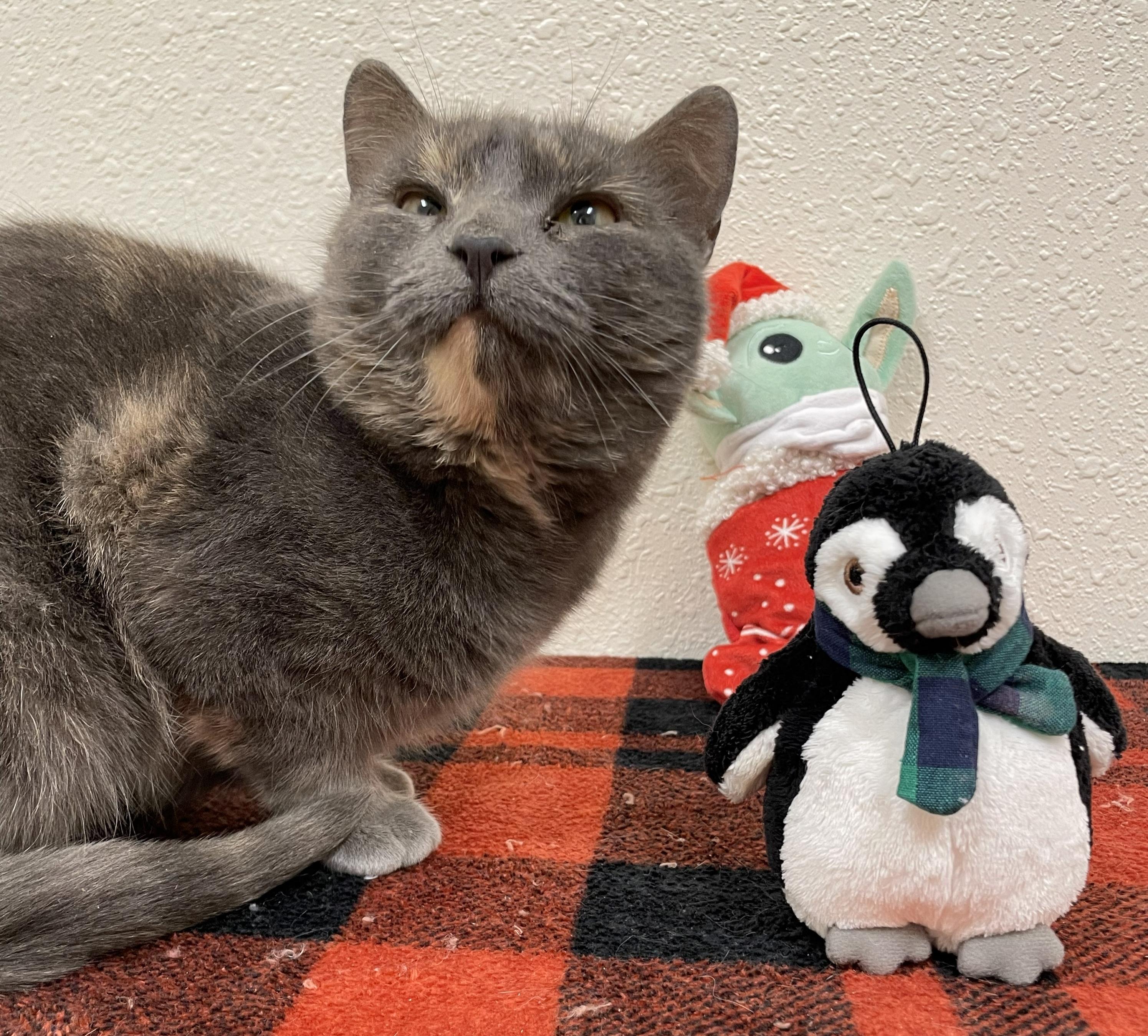 Enlarge Nebula, a Adoptable Domestic Short Hair in Red Wing, MN image 2/5