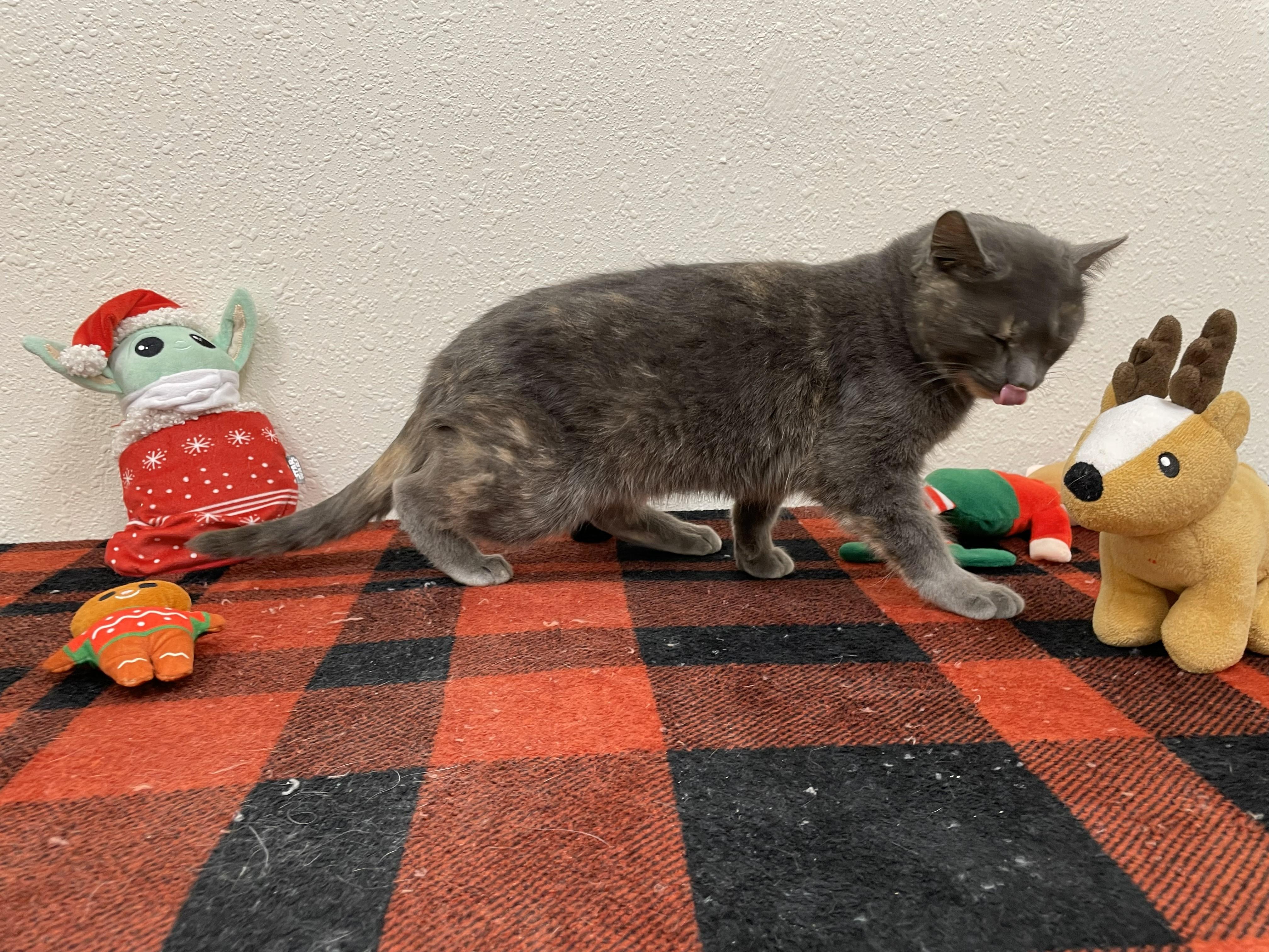 Enlarge Nebula, a Adoptable Domestic Short Hair in Red Wing, MN image 4/5