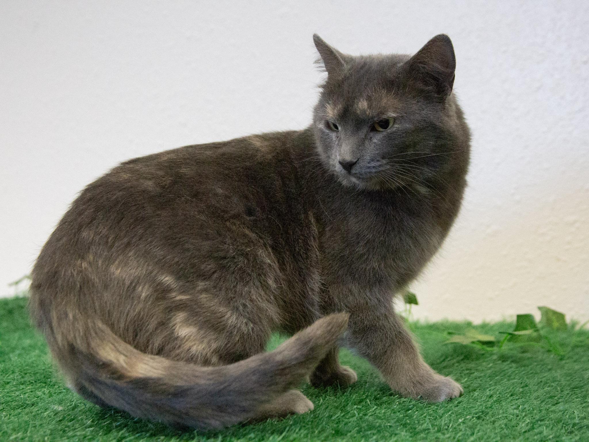 Nebula, Adoptable, Adult Female Domestic Short Hair.