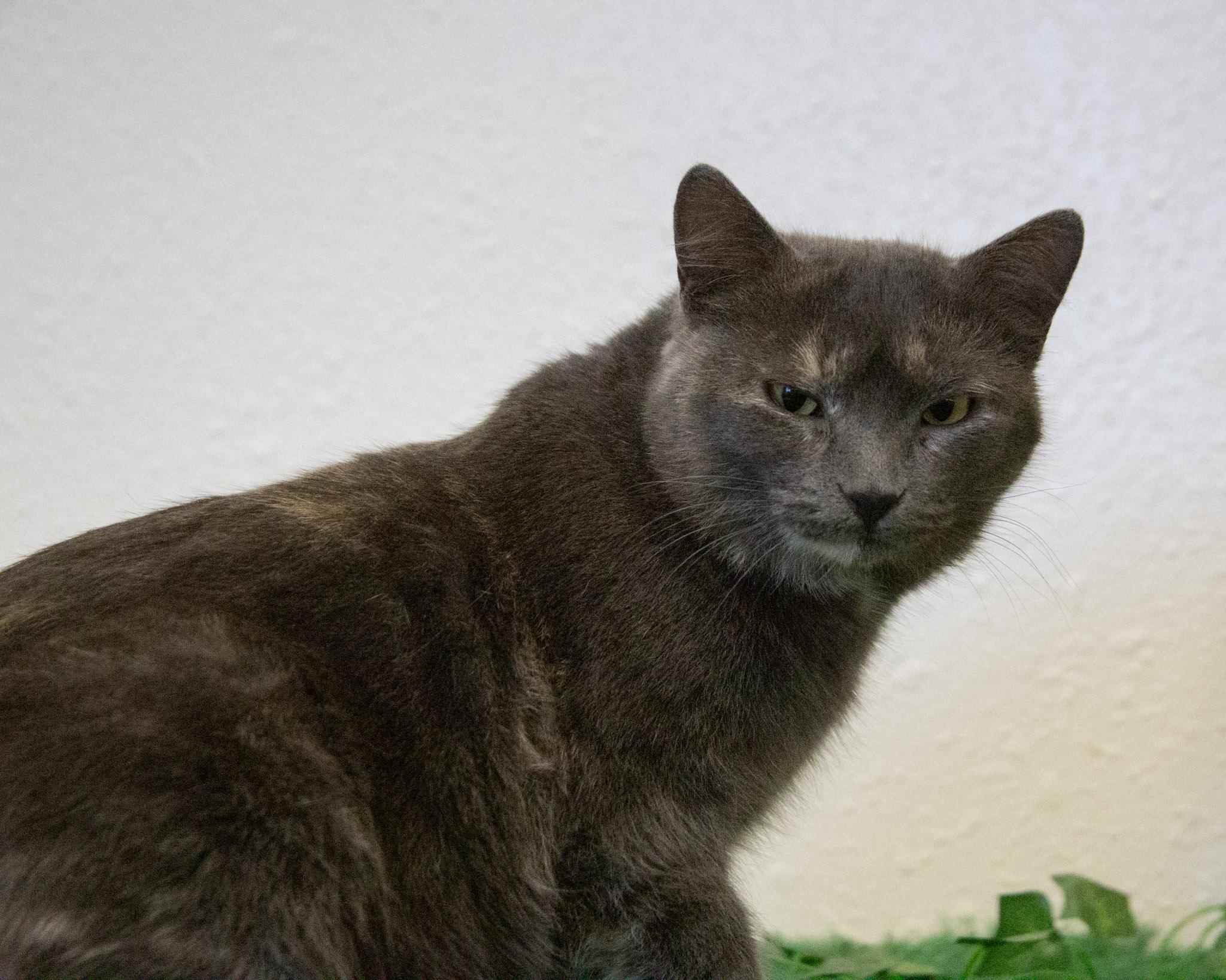 Enlarge Nebula, a Adoptable Domestic Short Hair in Red Wing, MN image 3/5