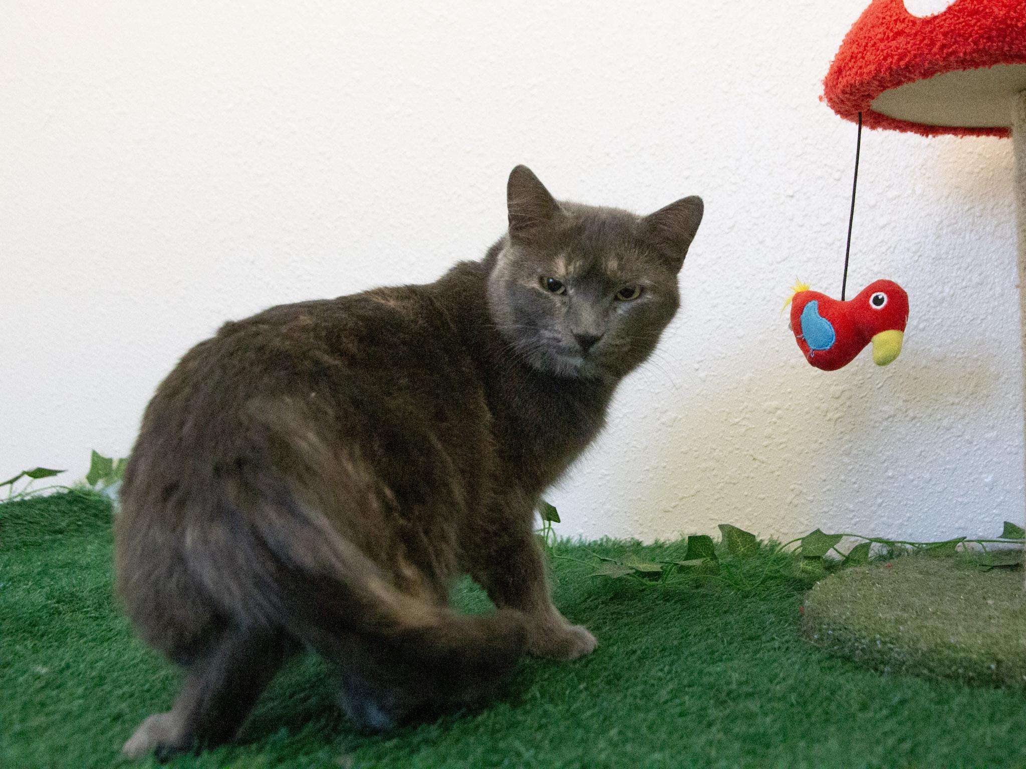 Enlarge Nebula, a Adoptable Domestic Short Hair in Red Wing, MN image 5/5