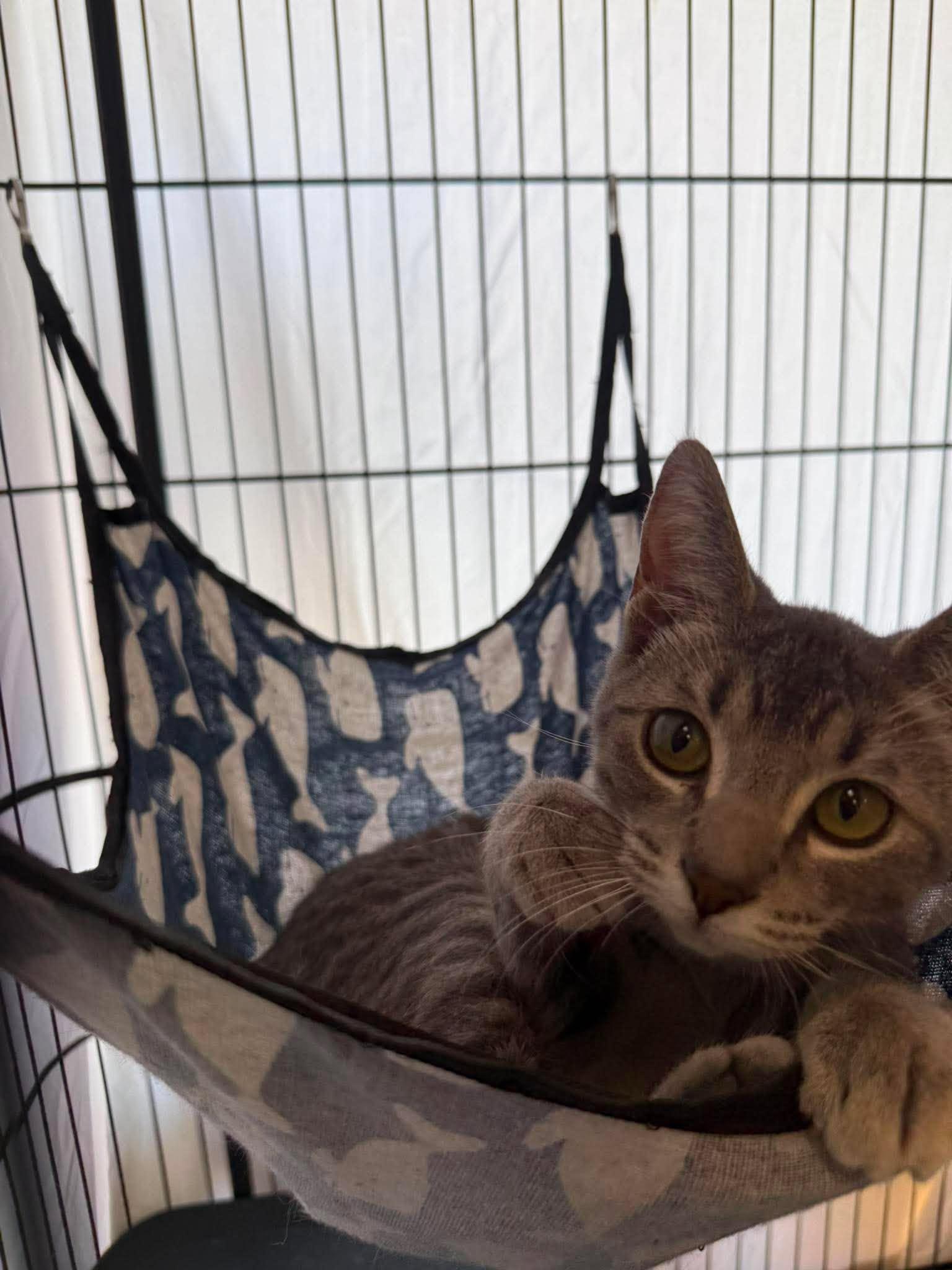 Enlarge Shae, an adoptable Manx in Shakopee , MN image 4/5