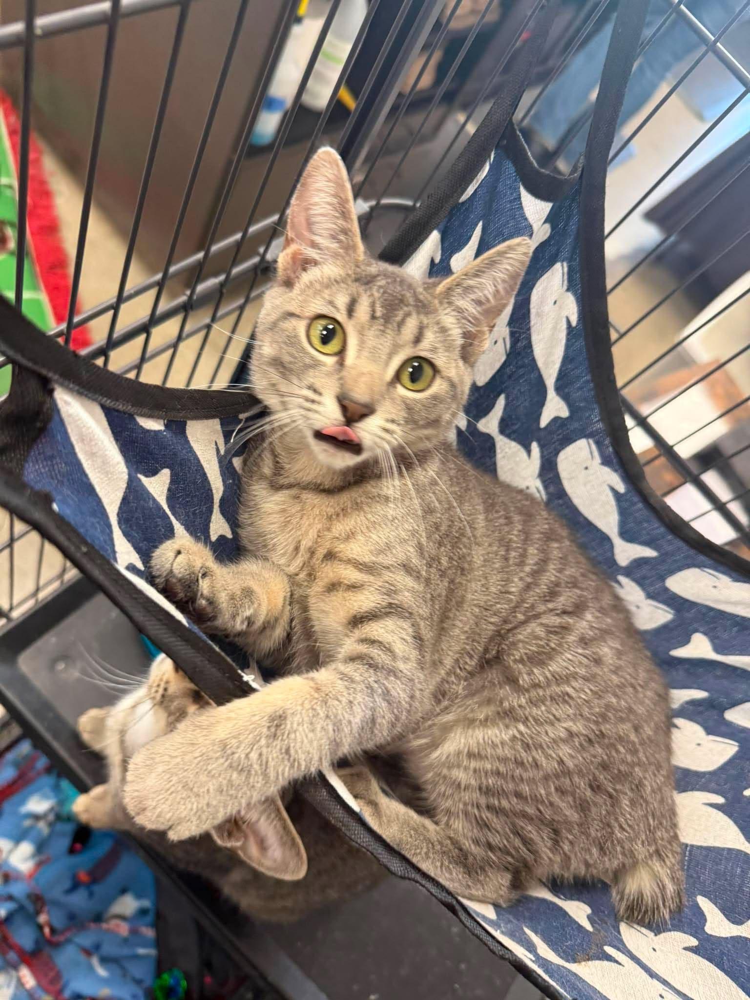 Enlarge Shae, an adoptable Manx in Shakopee , MN image 2/5