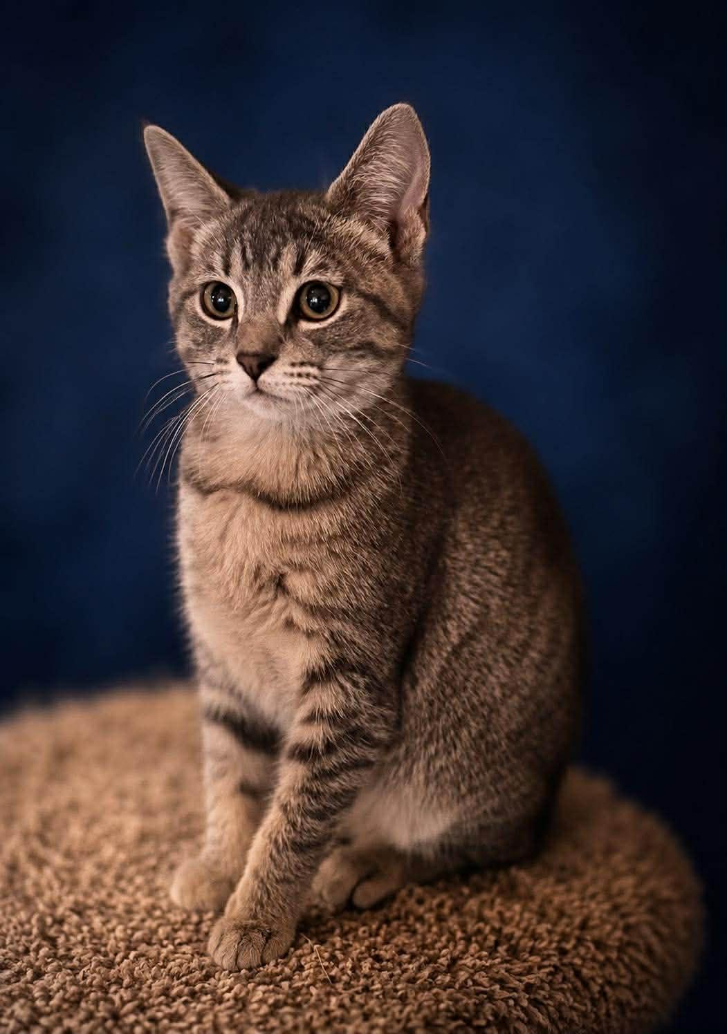 Enlarge Shae, an adoptable Manx in Shakopee , MN image 1/1