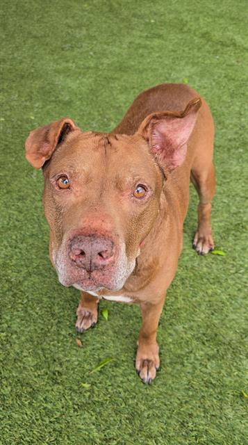 Enlarge THEO, a Adoptable mixed breed in Miami, FL image 1/1