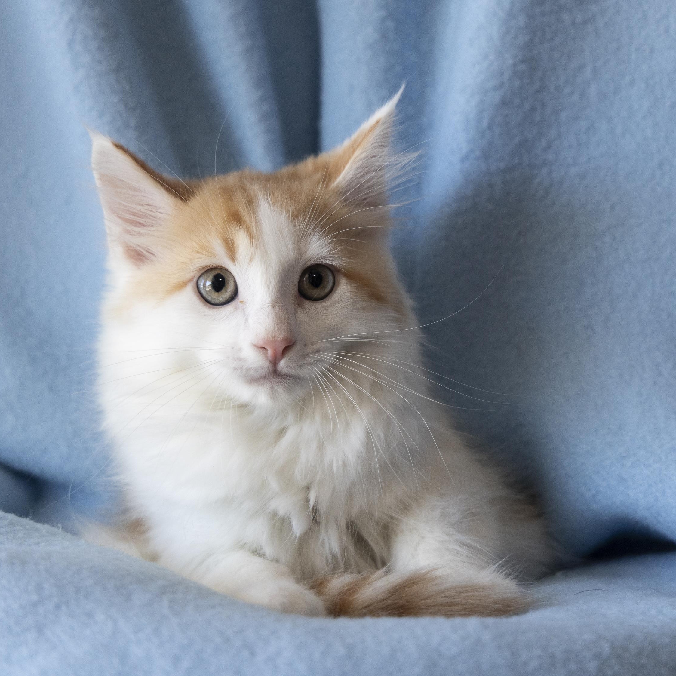 Schroeder, ADOPTABLE, Kitten Male Domestic Medium Hair.