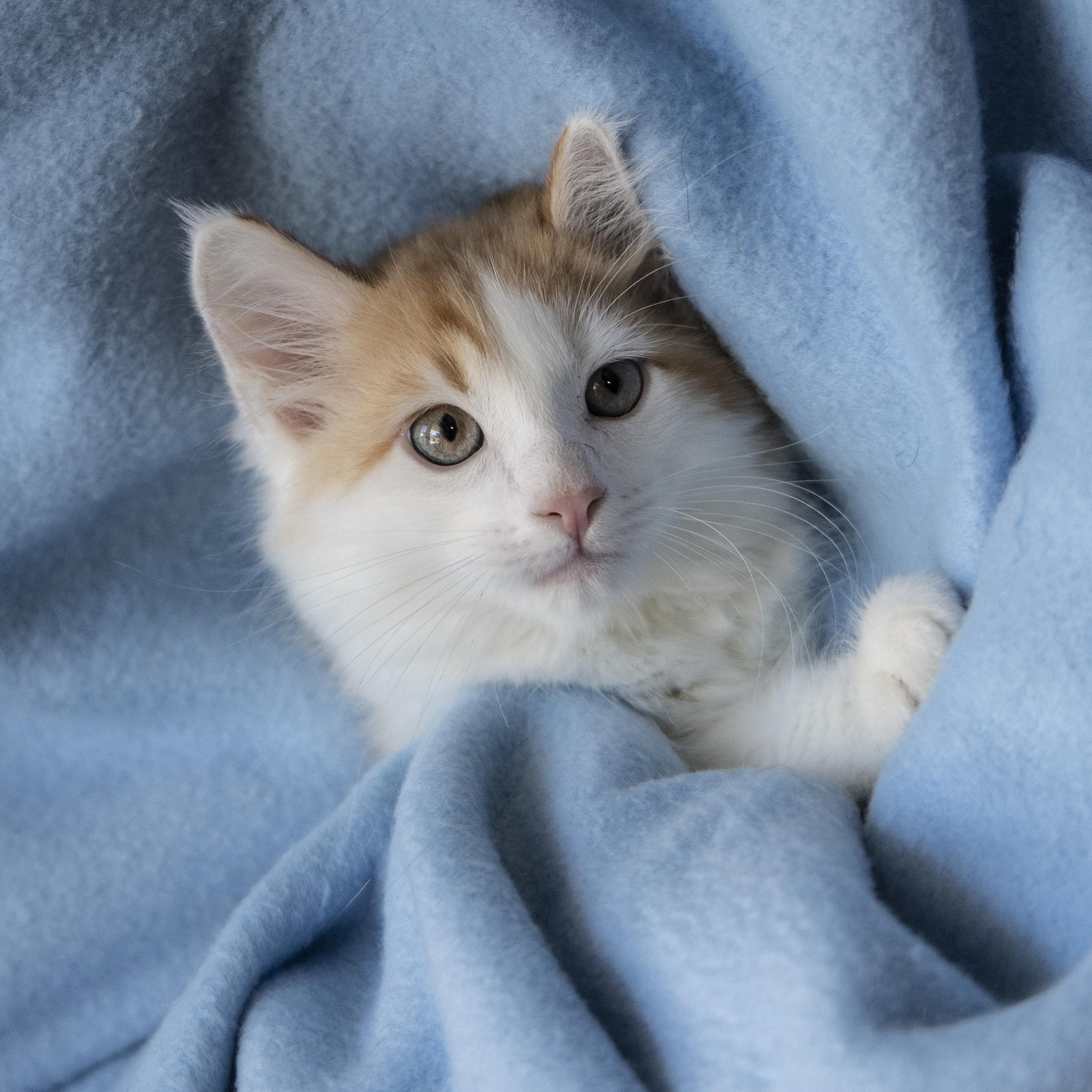 Schroeder, a ADOPTABLE Domestic Medium Hair in SCOTTSDALE, AZ image 3/3