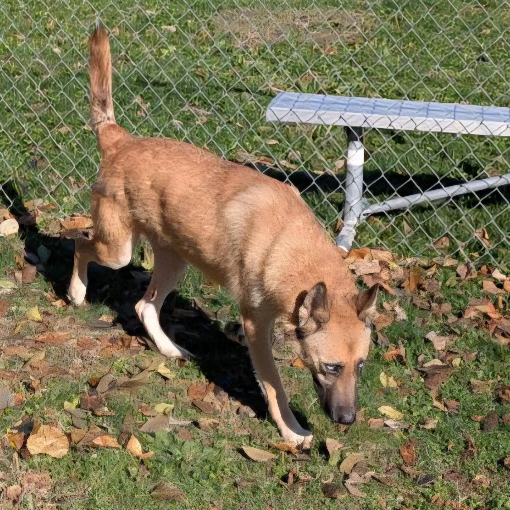 Enlarge Marty, a Adoptable Shepherd in Xenia , OH image 5/5