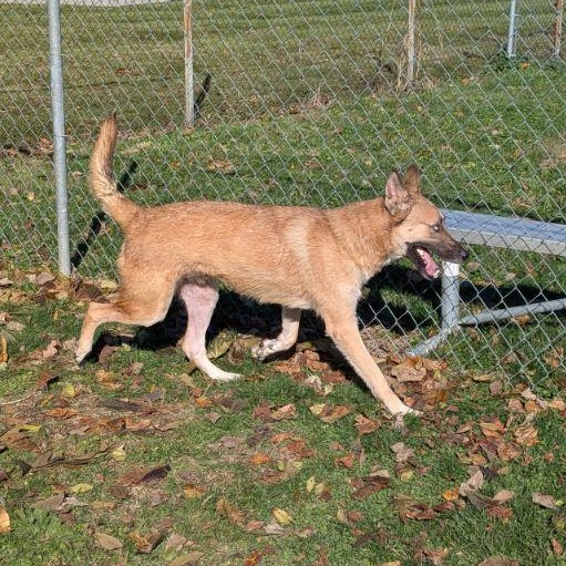 Enlarge Marty, a Adoptable Shepherd in Xenia , OH image 3/5