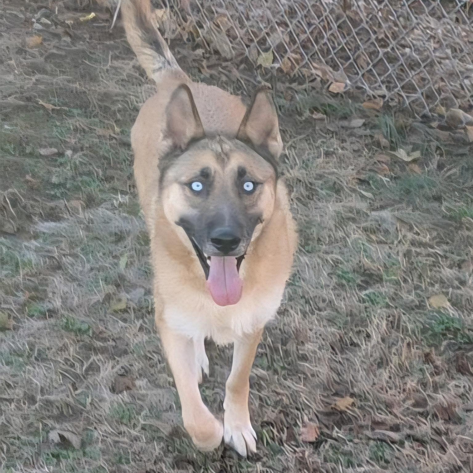 Enlarge Marty, a Adoptable Shepherd in Xenia , OH image 4/5