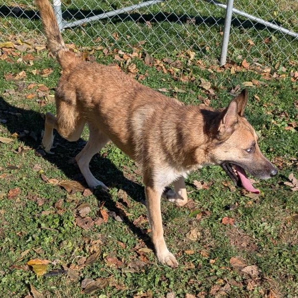 Enlarge Marty, a Adoptable Shepherd in Xenia , OH image 2/5