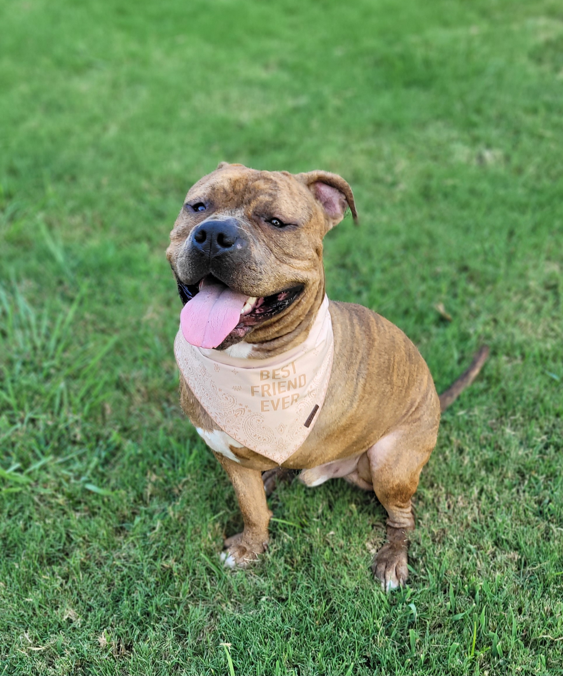 Trooper, a Adopted Pit Bull Terrier in Cantua Creek, CA image 1/5