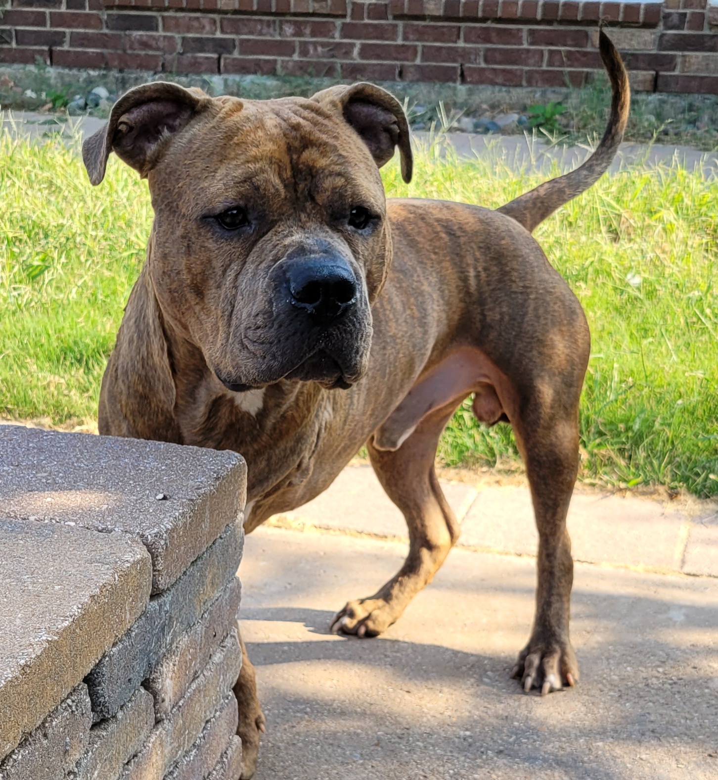 Trooper, a Adopted Pit Bull Terrier in Cantua Creek, CA image 2/5