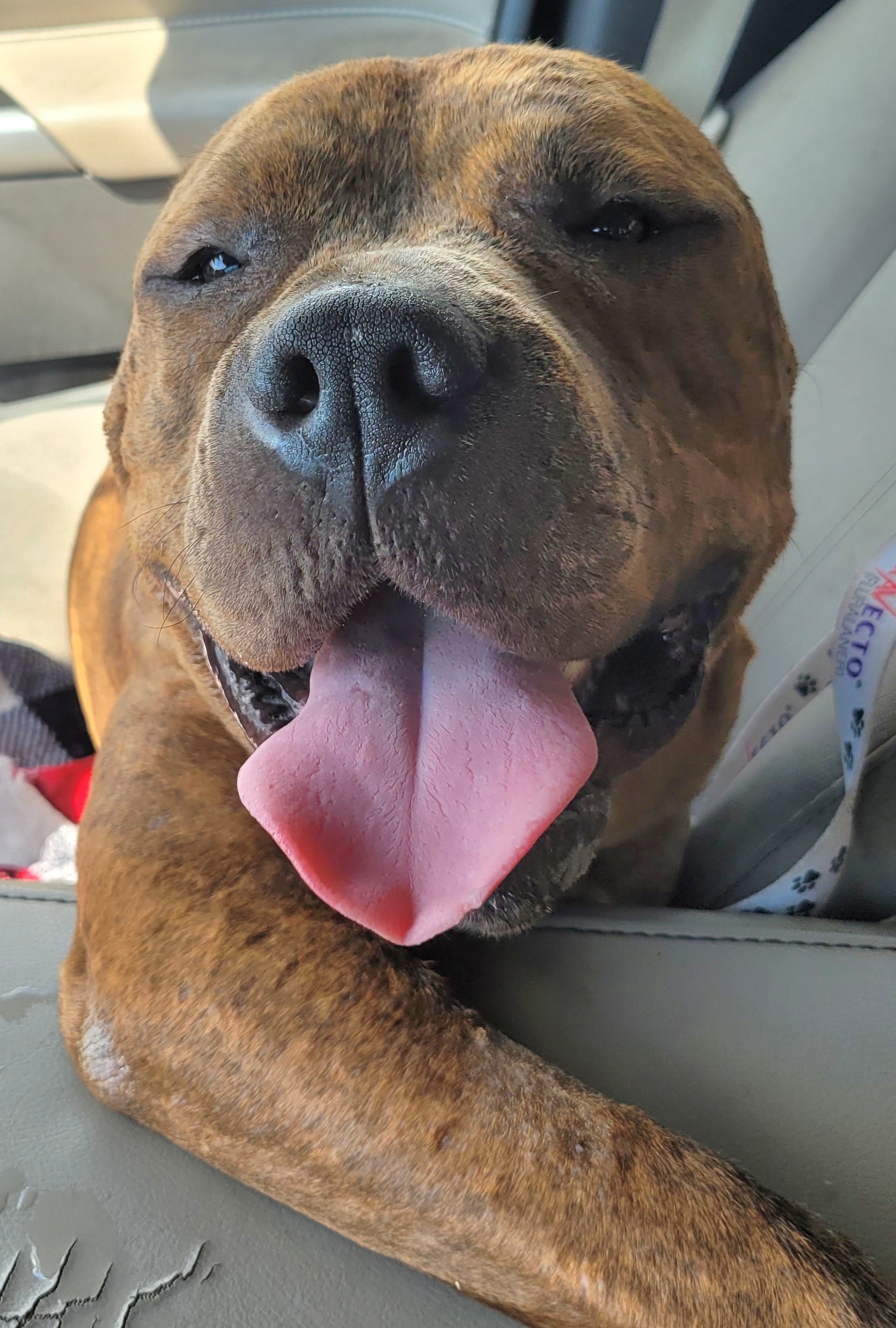 Trooper, a Adopted Pit Bull Terrier in Cantua Creek, CA image 3/5
