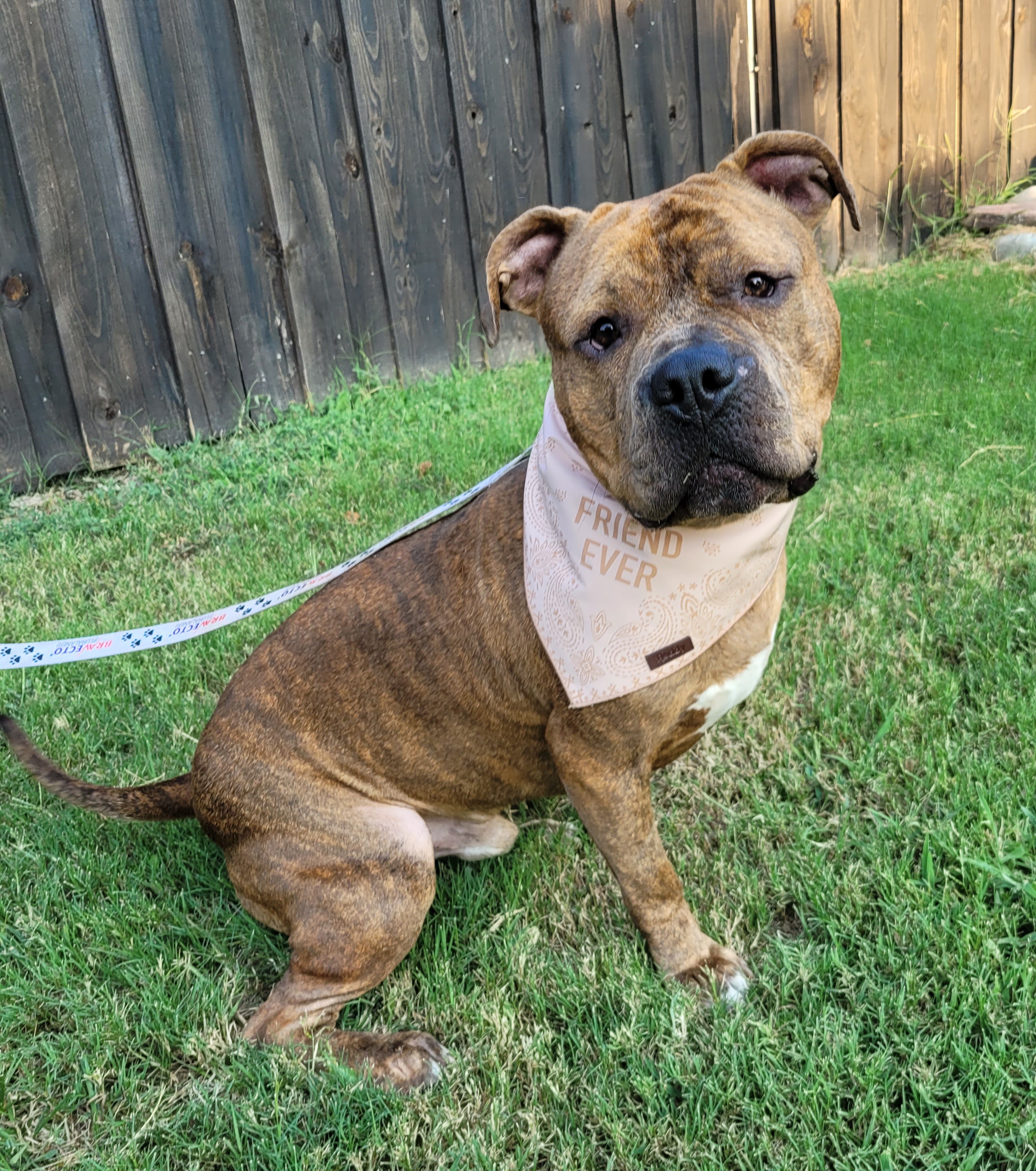 Trooper, a Adopted Pit Bull Terrier in Cantua Creek, CA image 5/5