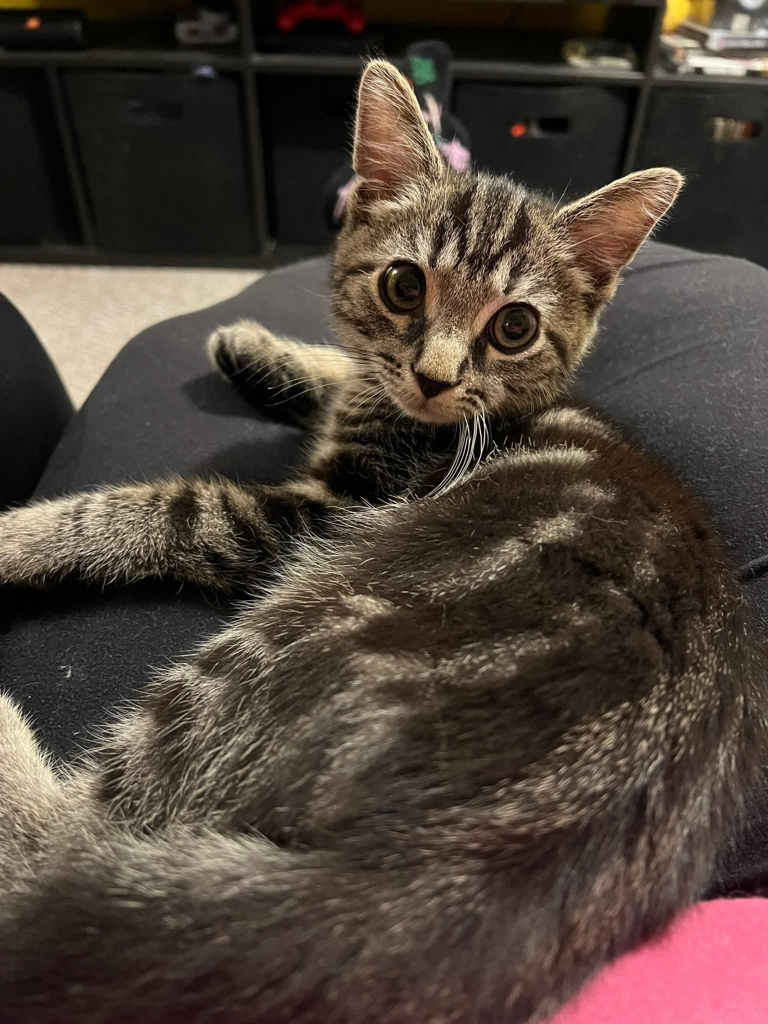 Enlarge Whiskers, a Adoptable Domestic Medium Hair in Carnegie, PA image 2/5