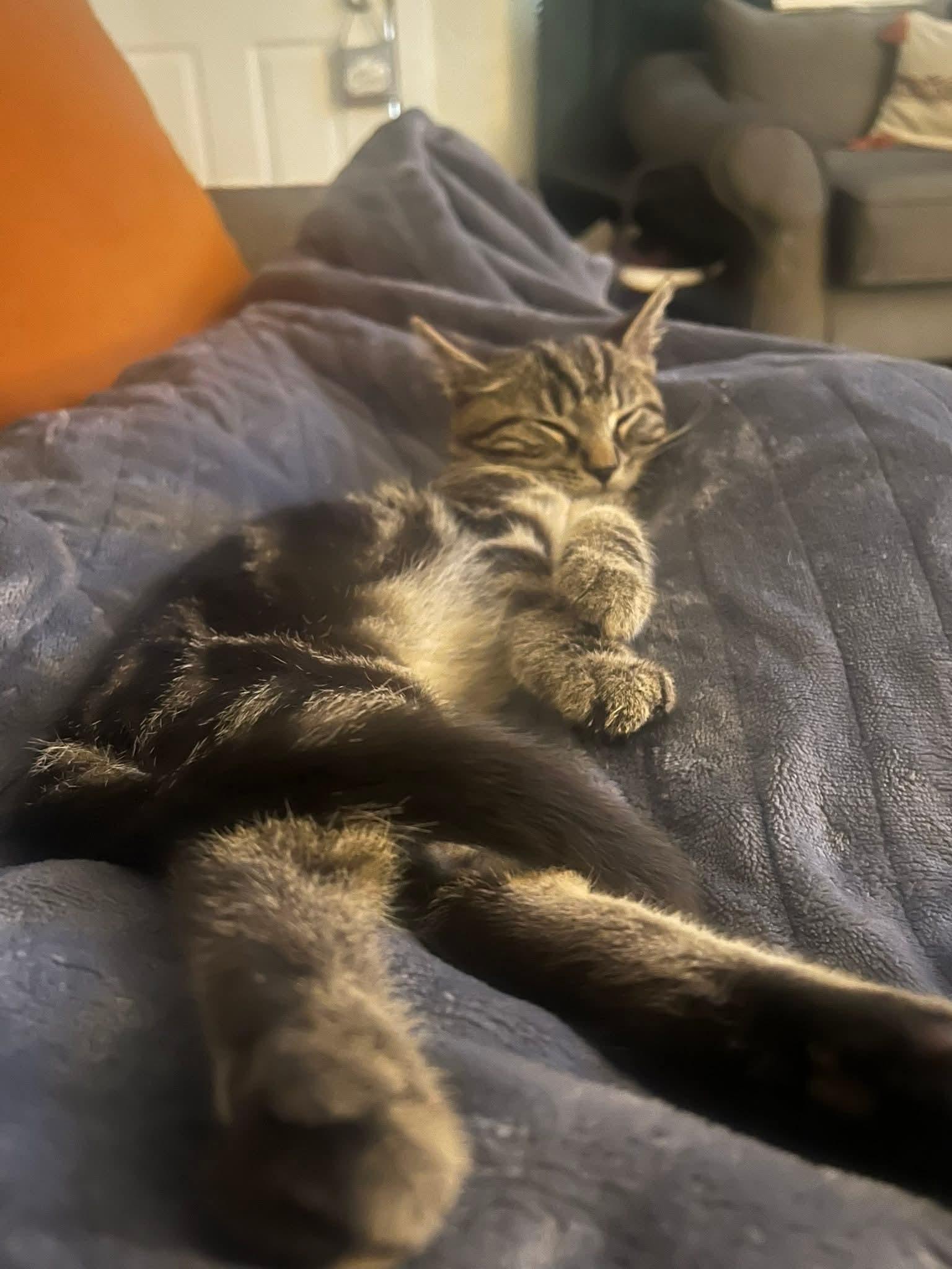 Whiskers, Adoptable, Kitten Male Domestic Medium Hair.