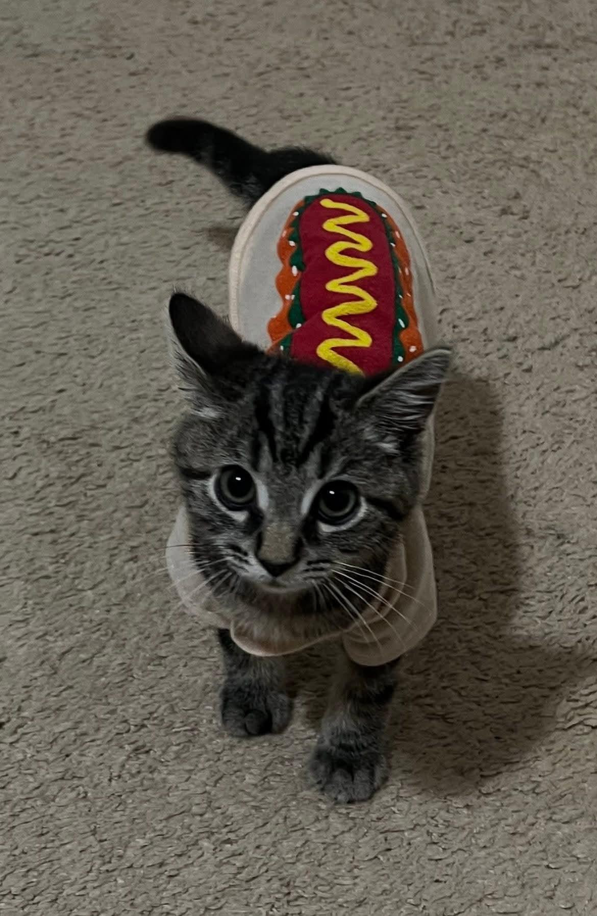 Enlarge Whiskers, a Adoptable Domestic Medium Hair in Carnegie, PA image 5/5