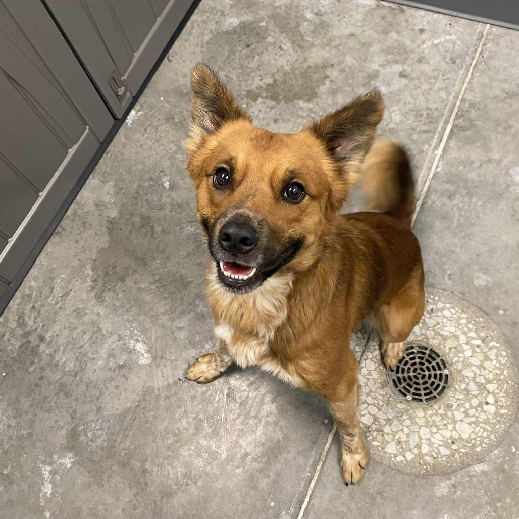 Enlarge Pumpkin Bread, a Adoptable Australian Shepherd in Hannibal, MO image 1/2