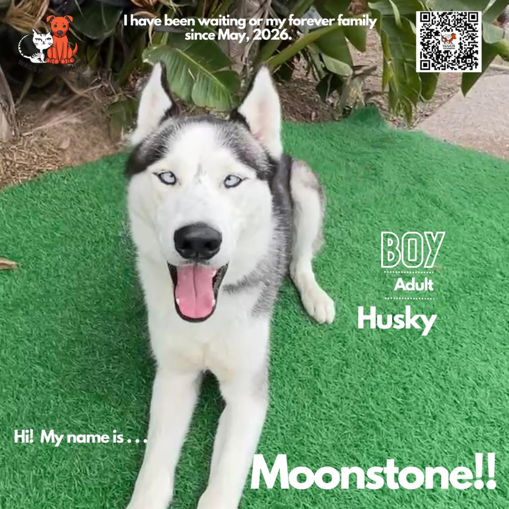 Moonstone, Adoptable, Adult Male Husky.