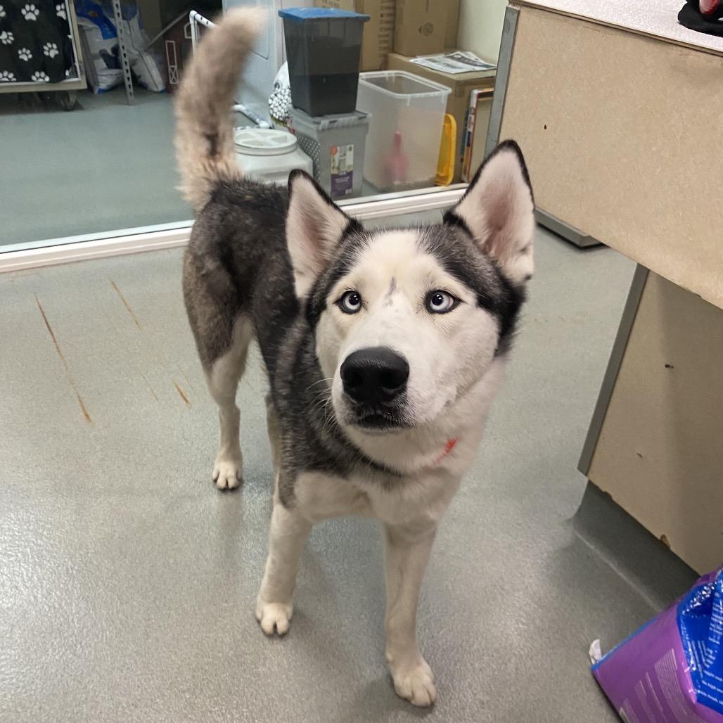 Moonstone, a Adoptable Husky in Westminster, CA image 2/2