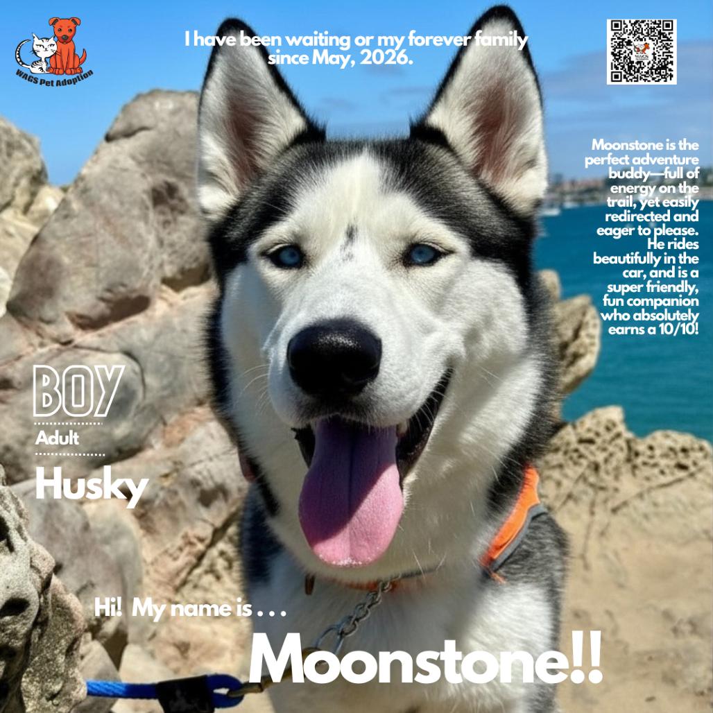 Moonstone, a Adoptable Husky in Westminster, CA image 3/3