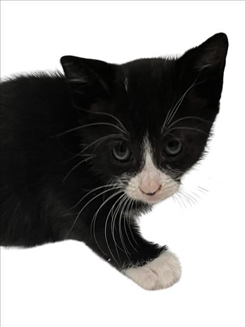 AILISH, Adoptable, Young Female Domestic Short Hair.