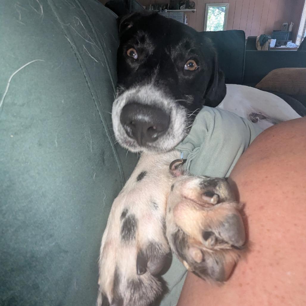 Warden, a Adoptable mixed breed in Fayetteville, AR image 2/6