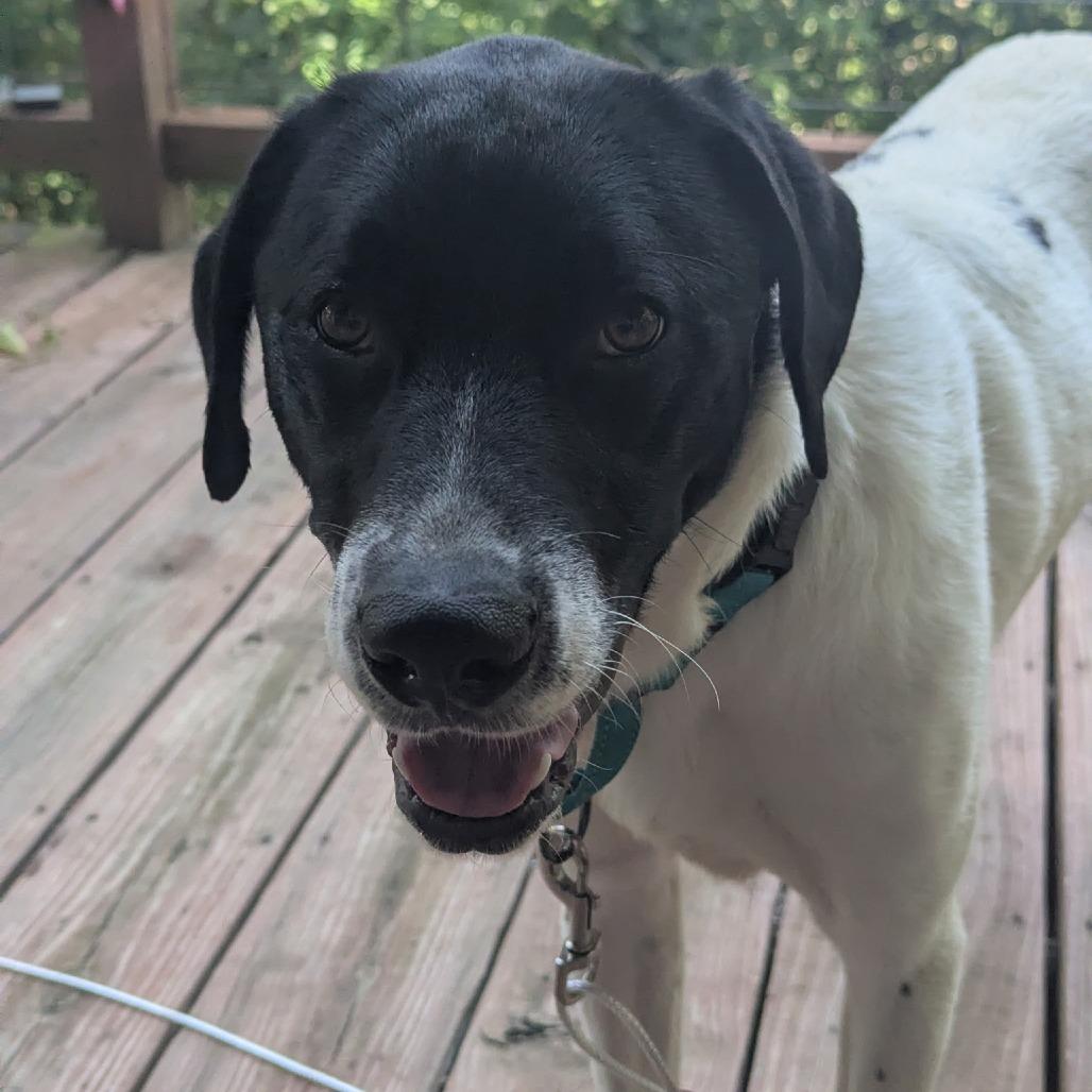 Warden, a Adoptable mixed breed in Fayetteville, AR image 4/6