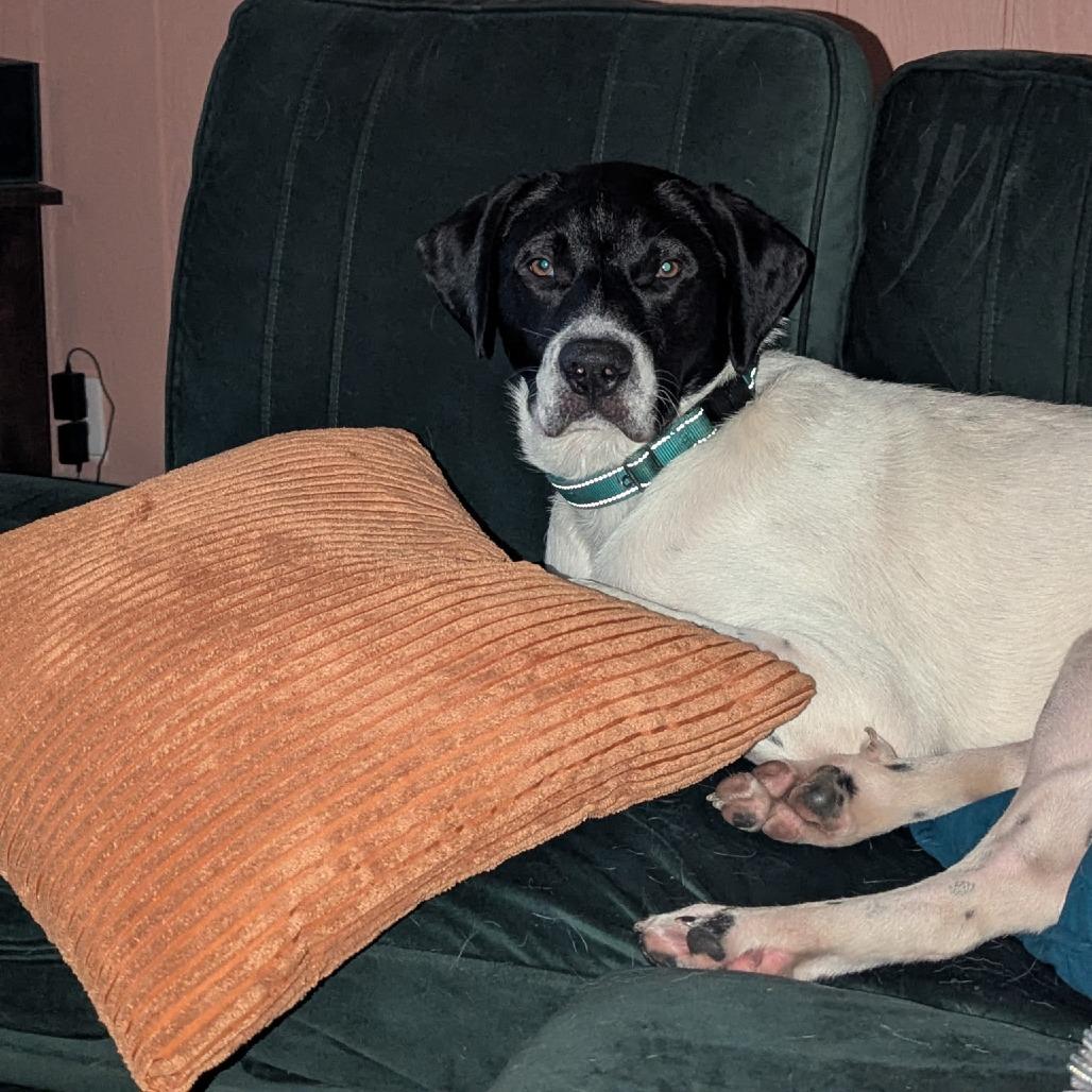 Enlarge Warden, a Adoptable mixed breed in Fayetteville, AR image 5/6