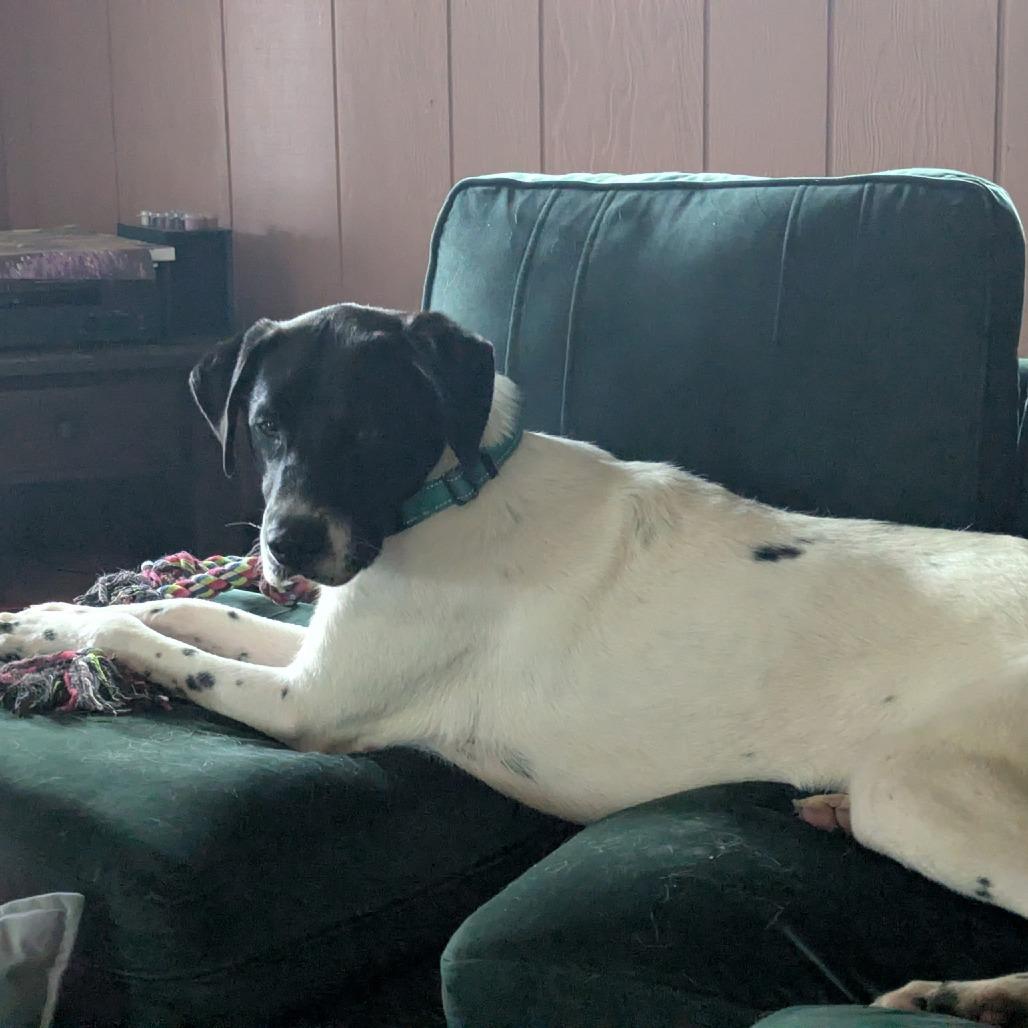 Warden, a Adoptable mixed breed in Fayetteville, AR image 6/6