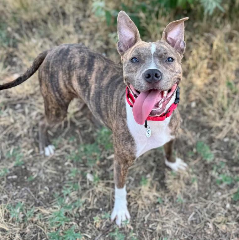 Sophia, ADOPTABLE, Young Female Pit Bull Terrier & Mixed Breed.