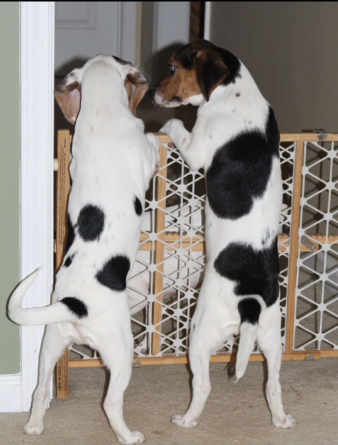 Enlarge Bo, a Adoptable mixed breed in Winston-Salem, NC image 5/6