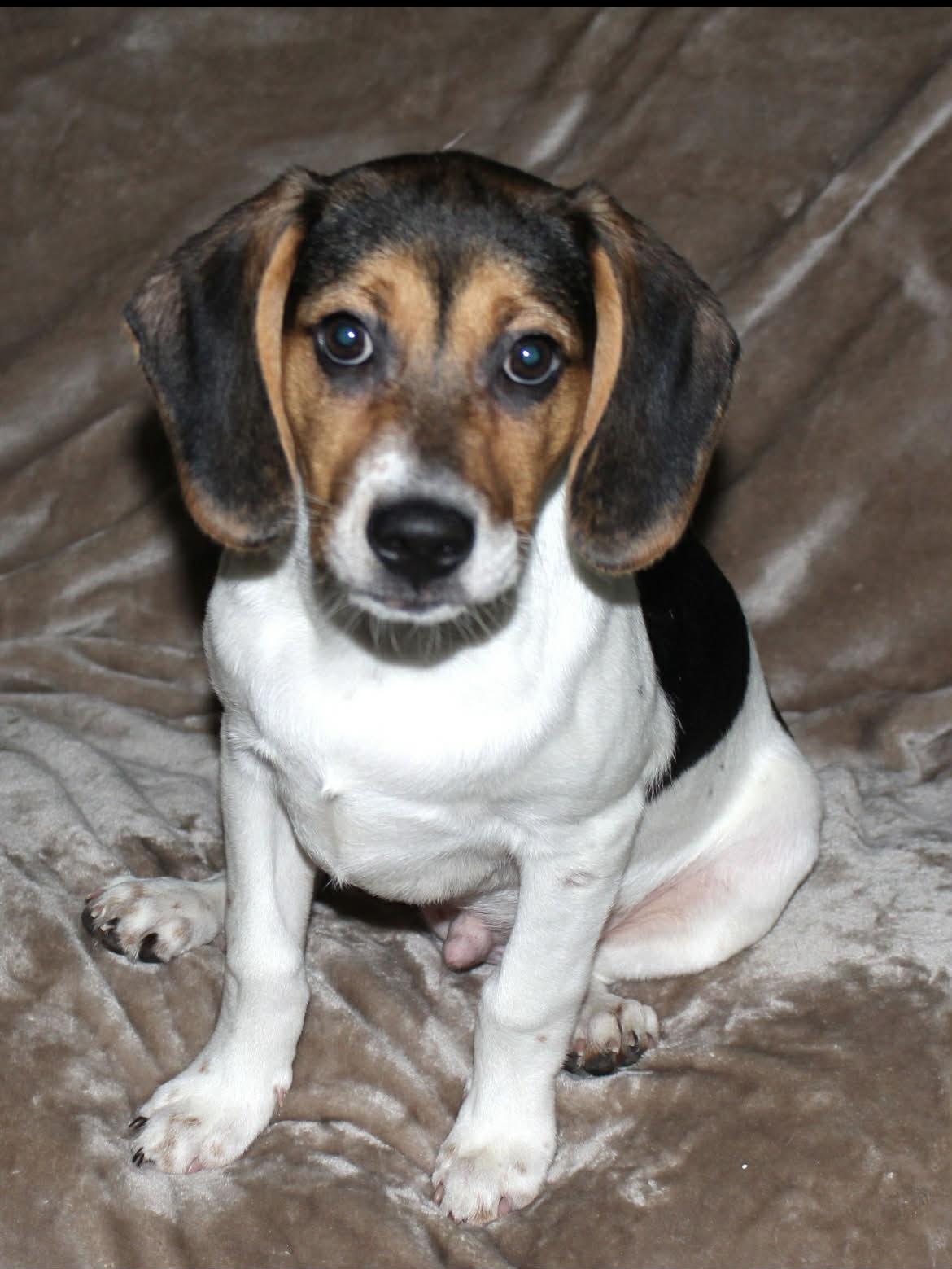 Enlarge Bo, a Adoptable mixed breed in Winston-Salem, NC image 3/6